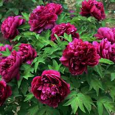 Chinese peony