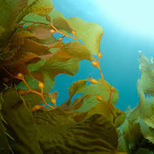 Seaweed