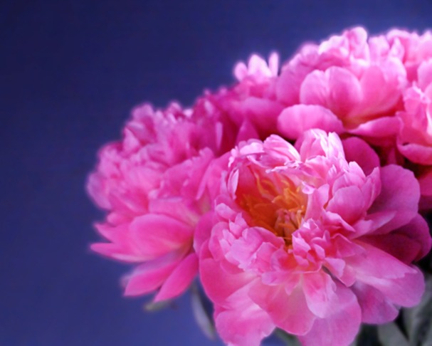 Why Peony Extract is the Secret to a Radiant, Glass-Like Complexion.